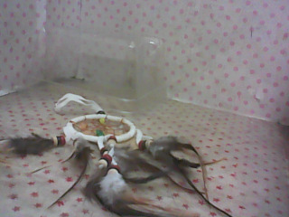 吊飾