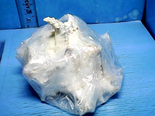 貝殼擺飾