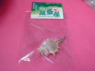 貝殼