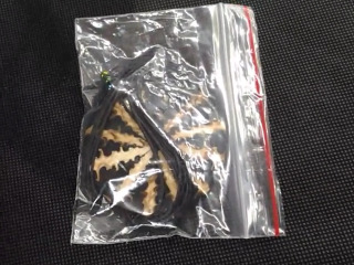 項鍊