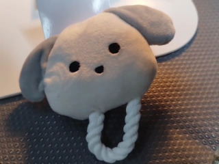 小白狗絨毛