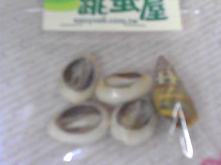貝殼