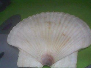 貝殼
