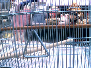 鳥籠