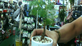 植物
