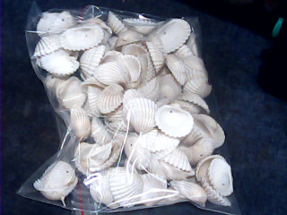 手做材料鑽孔貝殼