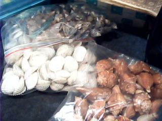 手做材料鑽孔貝殼