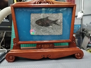 魚化石木框擺飾