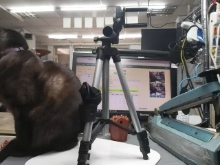 3110手機腳架