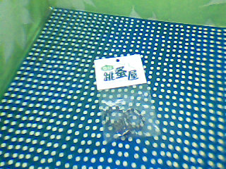 耳環