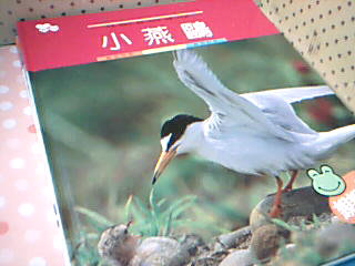書-小燕鷗