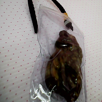 蜜色咬錢豼貅